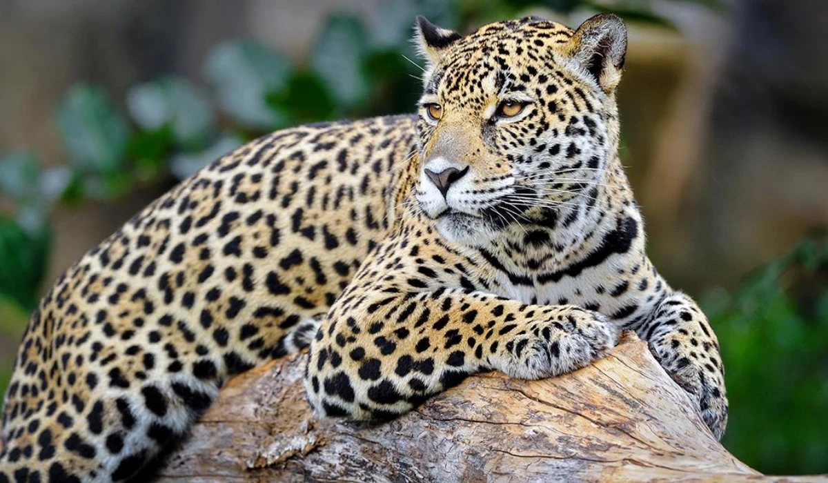 Lifetime Safaris