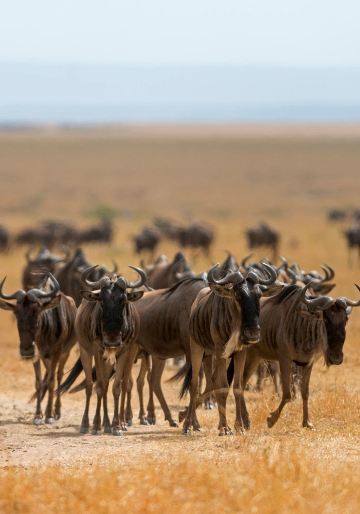 Lifetime Safaris
