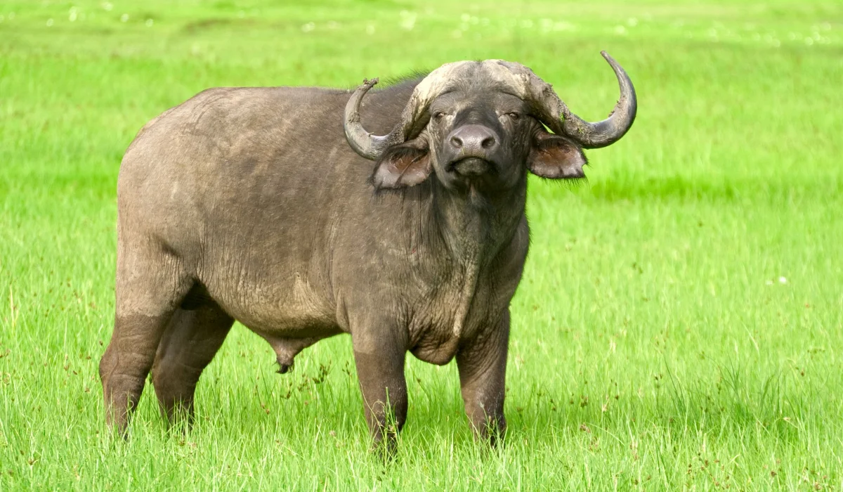 Lifetime Safaris