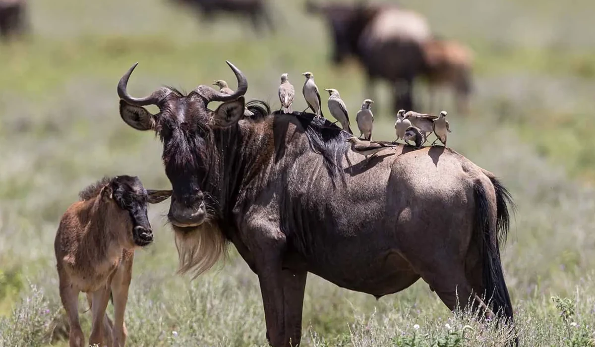 Lifetime Safaris