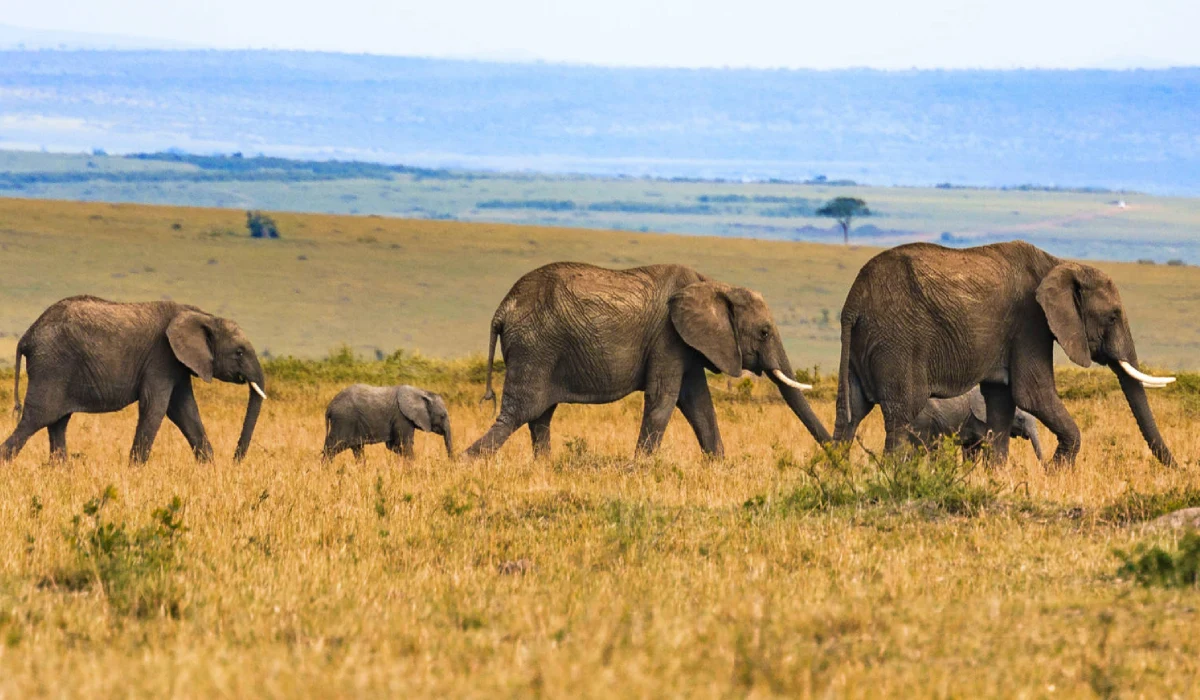 Lifetime Safaris