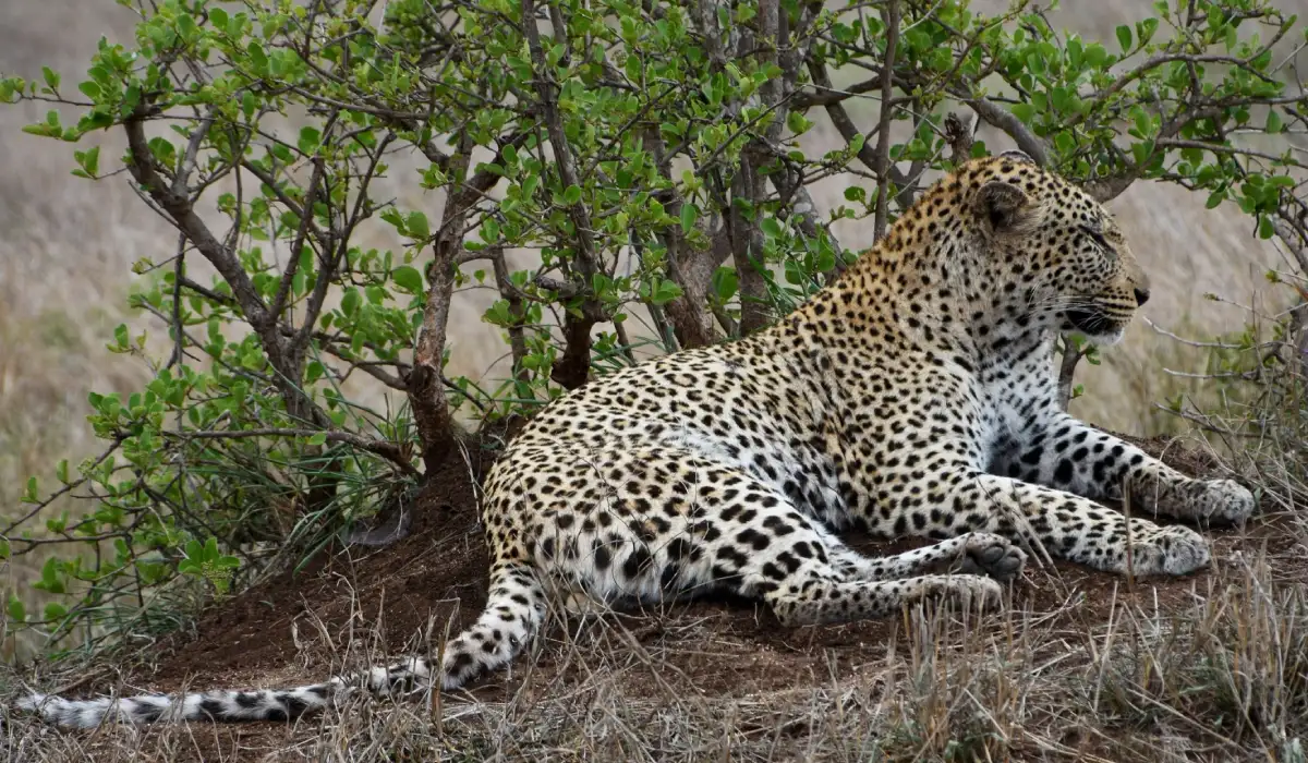 Lifetime Safaris