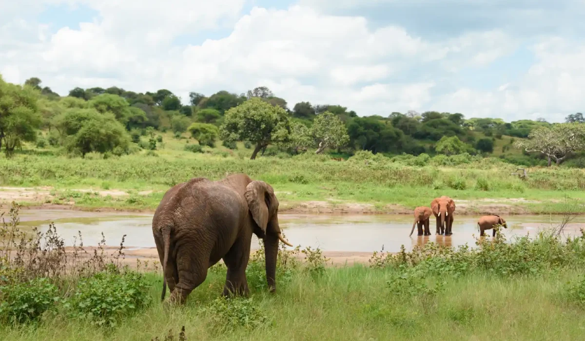 Lifetime Safaris