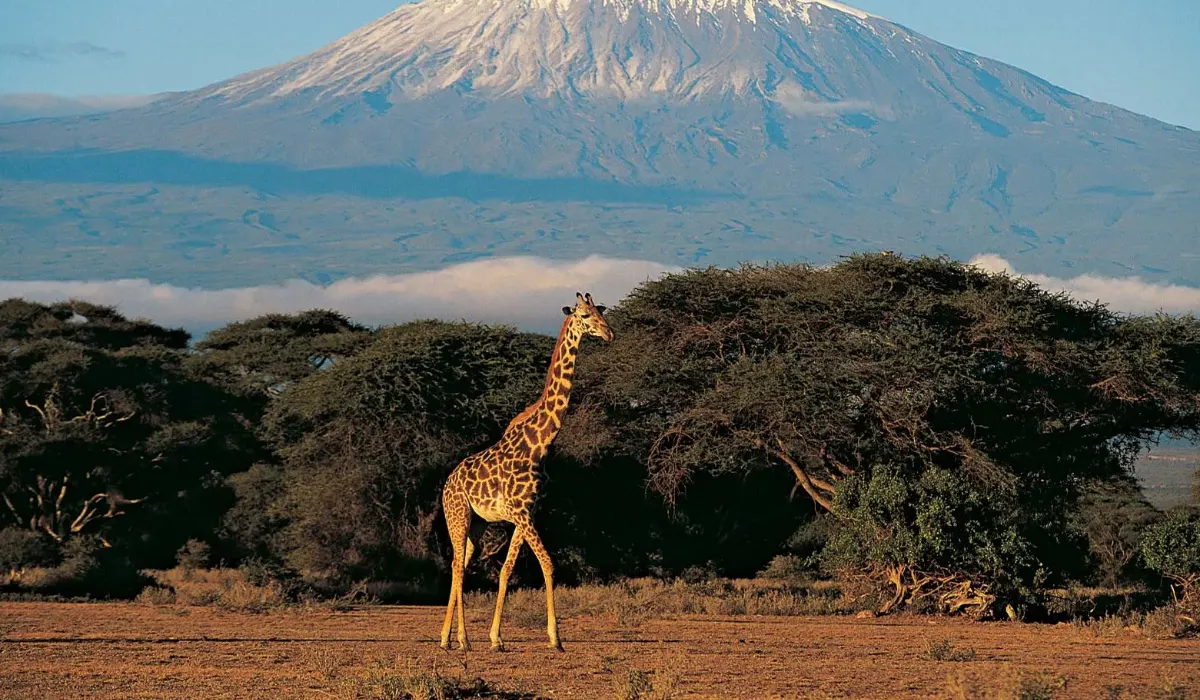 West Kilimanjaro Wildlife