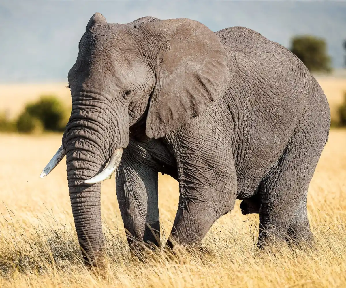 Tarangire Wildlife