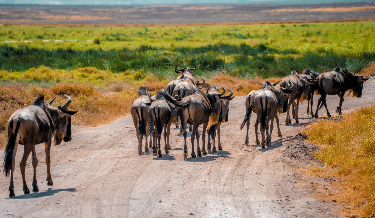 Wildebeest Migration