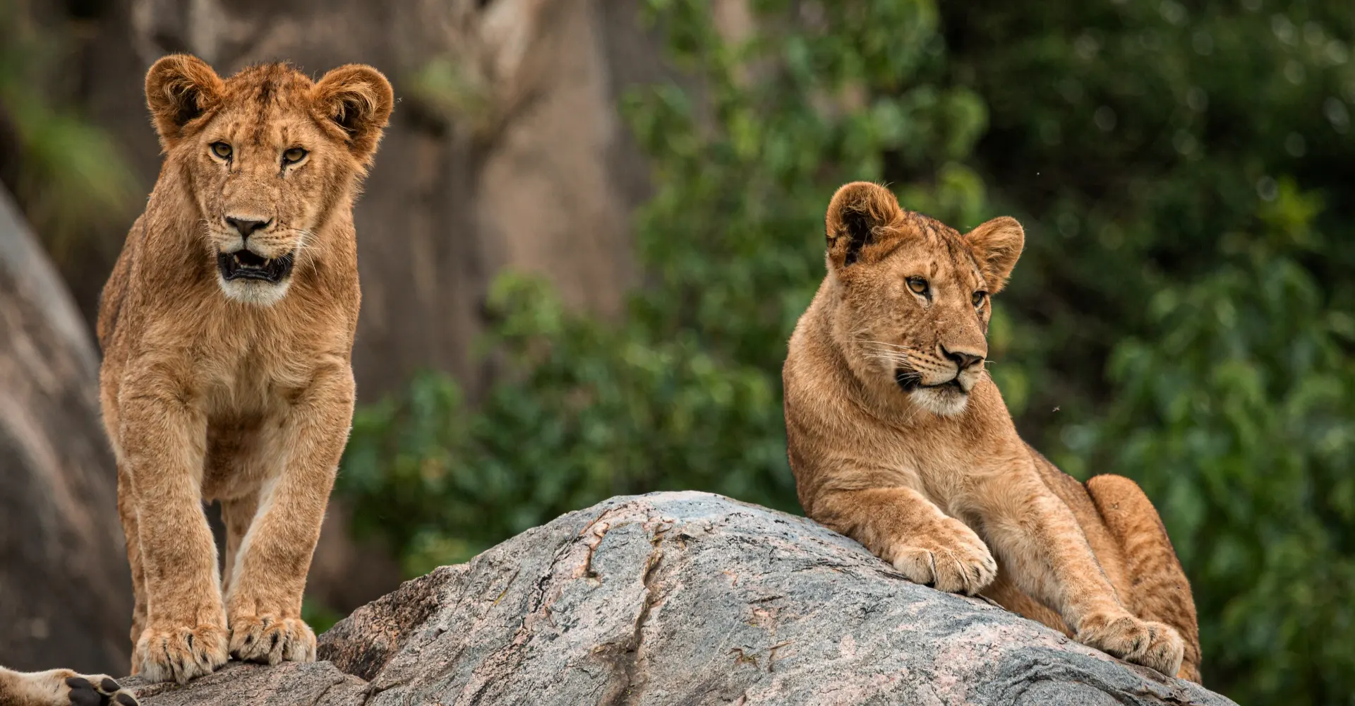 7 Days Ultimate Safari Experience