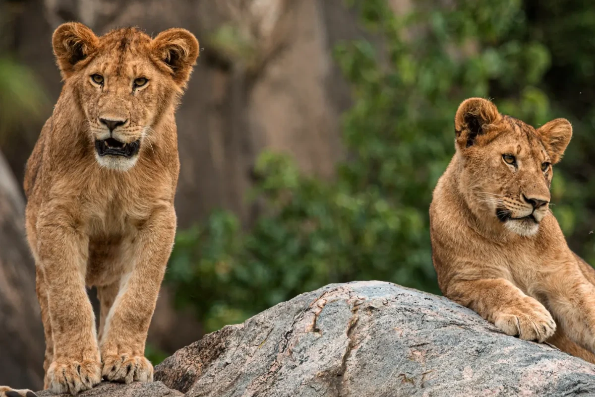 7 Days Ultimate Safari Experience
