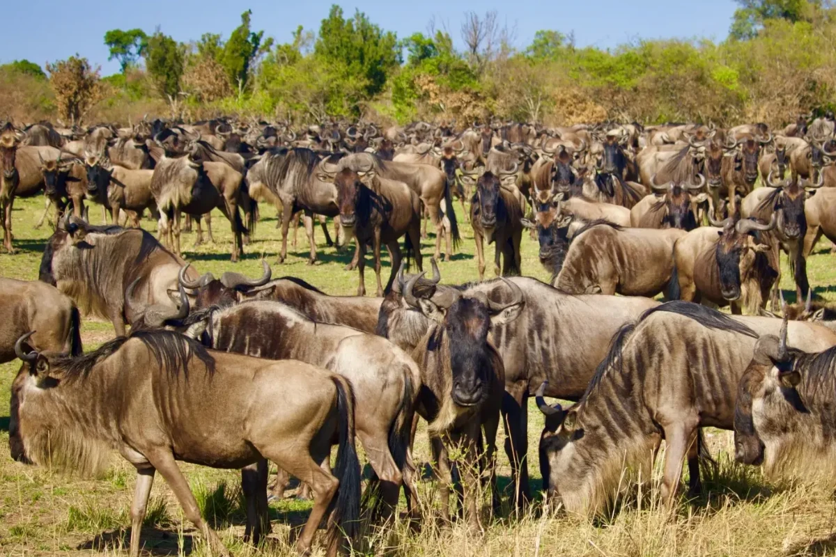 8 Days Serengeti Wildebeest Migration