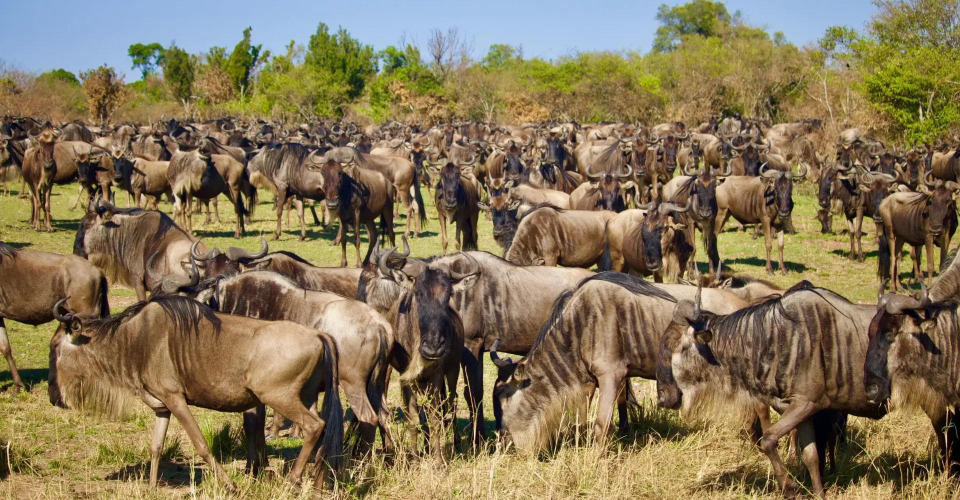 Lifetime Safaris
