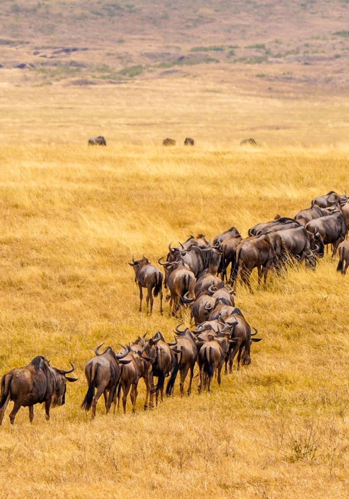 Lifetime Safaris