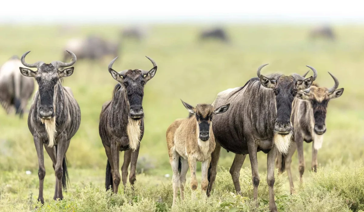 Lifetime Safaris