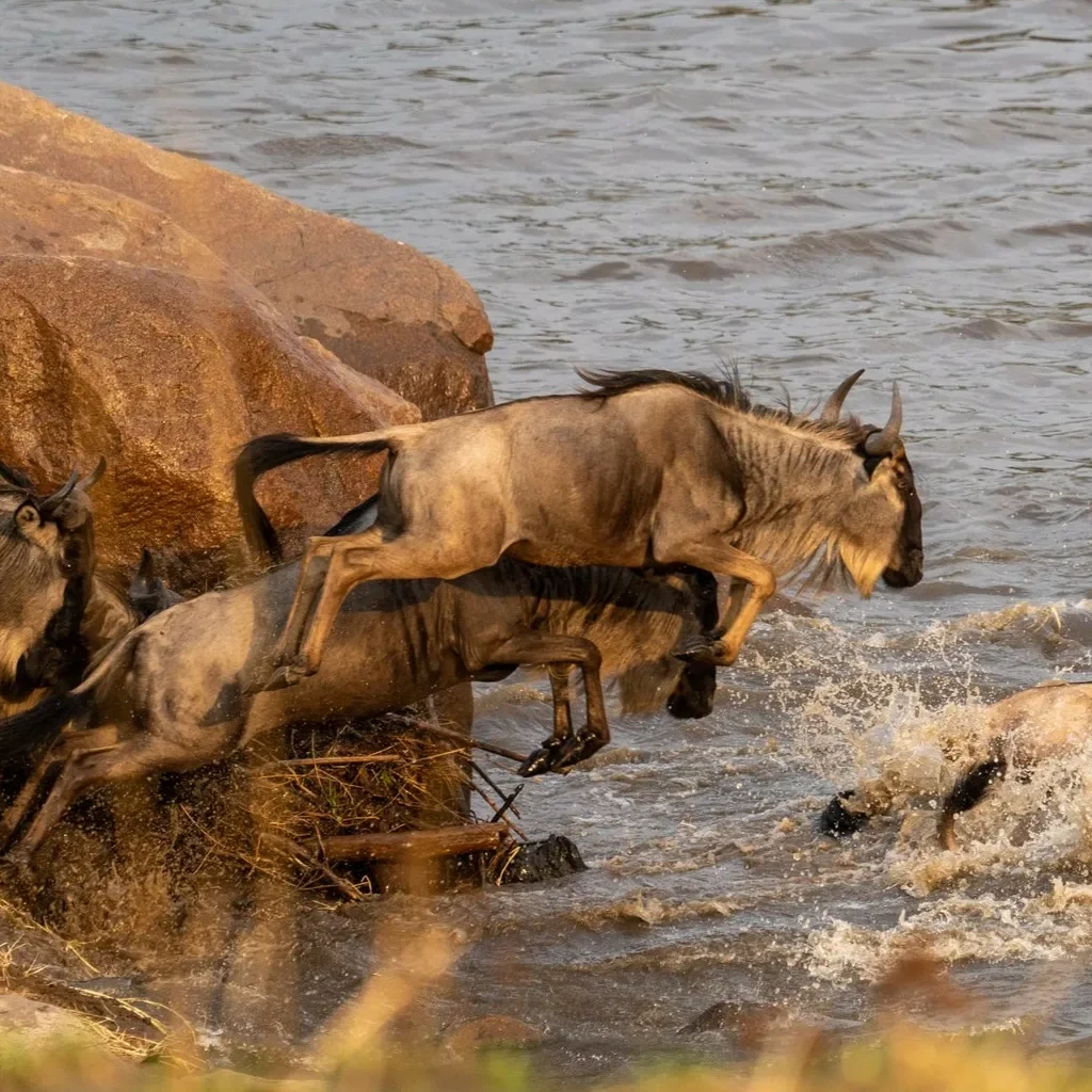 Lifetime Safaris