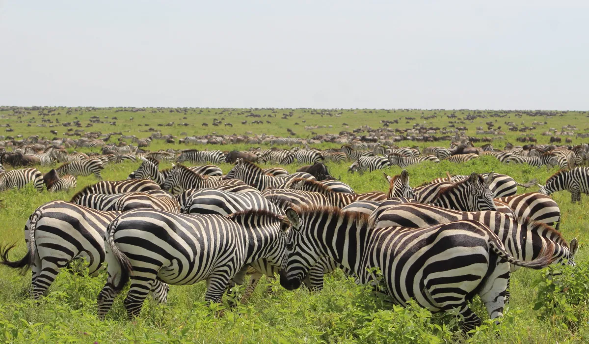 Lifetime Safaris