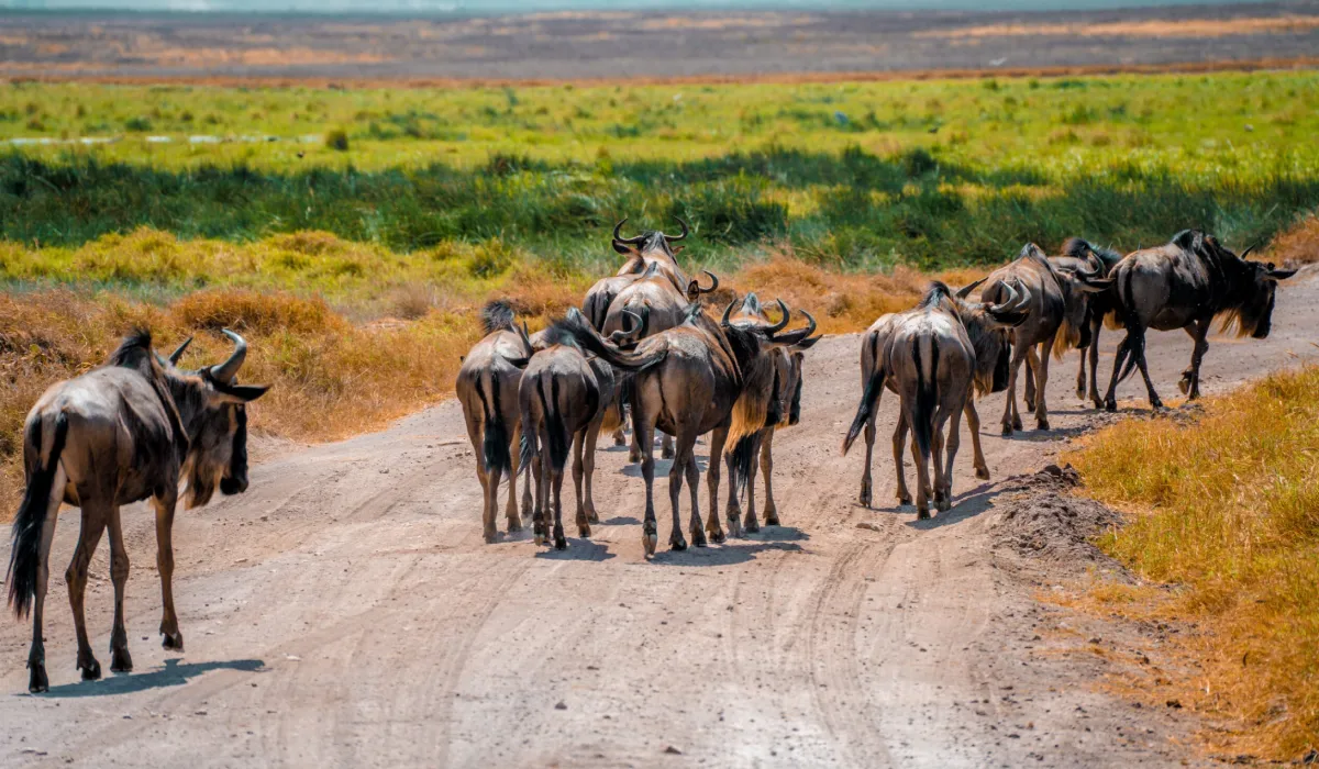 Lifetime Safaris
