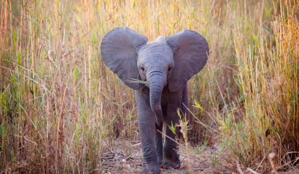 Lifetime Safaris