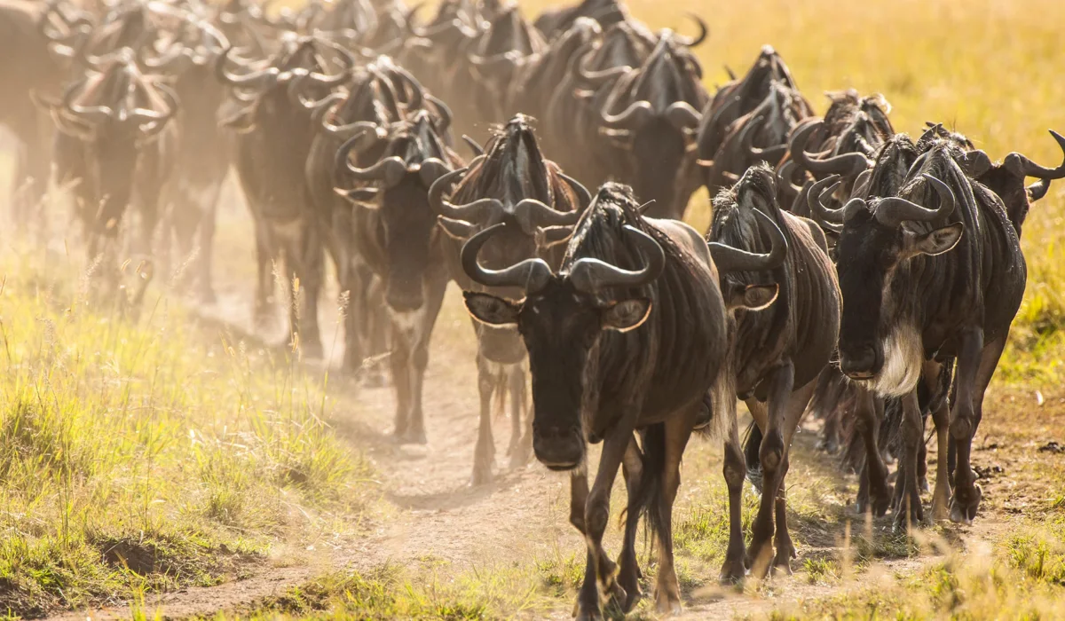Lifetime Safaris