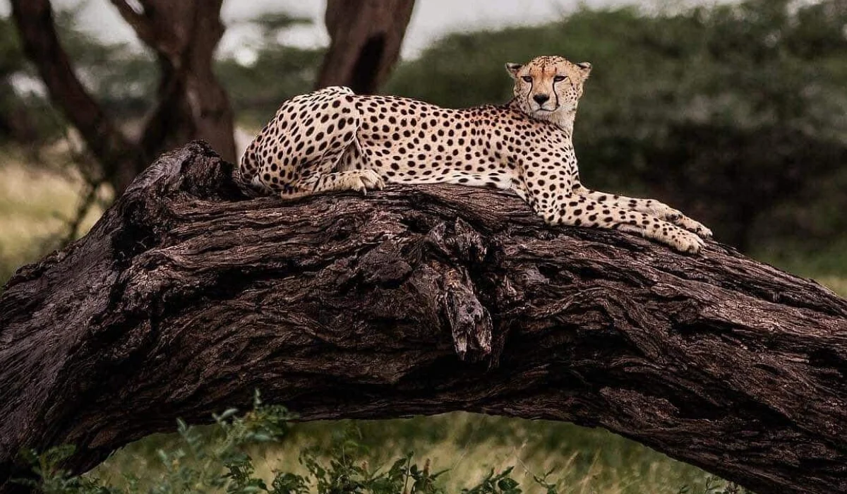 Lifetime Safaris