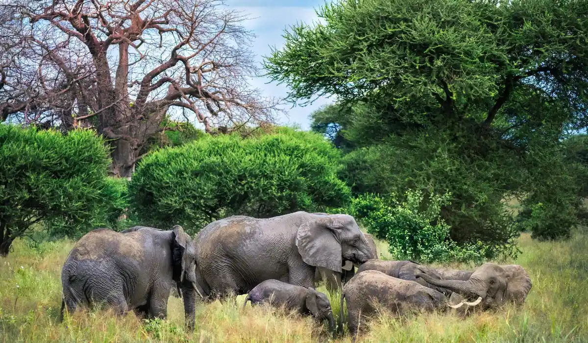 Tarangire Wildlife
