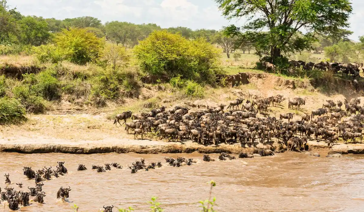 Wildebeest Migration