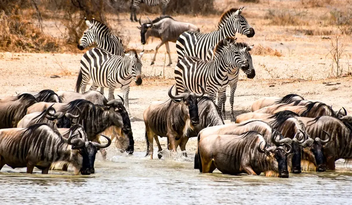 Northern serengeti migration