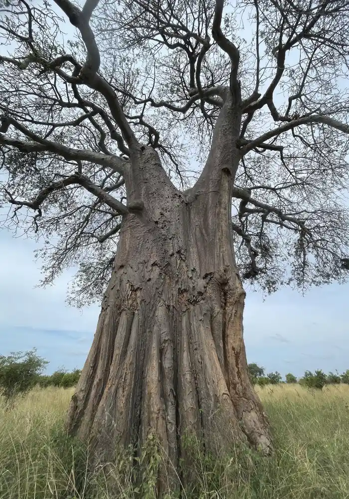 Tarangire Baobab Tree