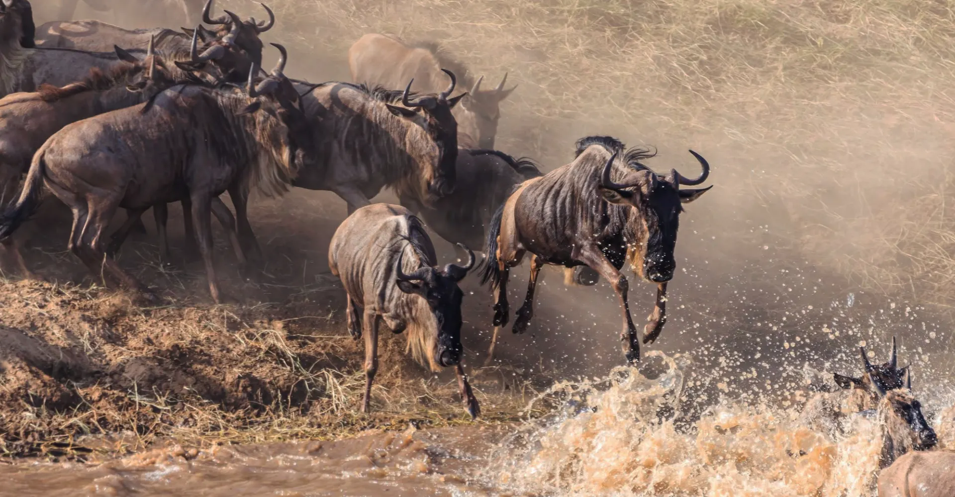 8 Days - The Great Annual Wildebeest Migration Safari (Drive In, Fly Out)