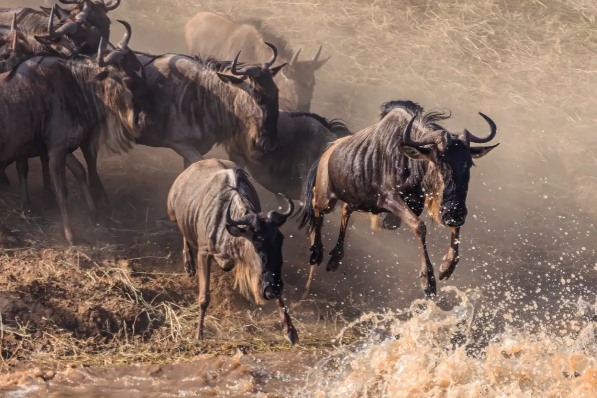 8 Days - The Great Annual Wildebeest Migration Safari (Drive In, Fly Out)