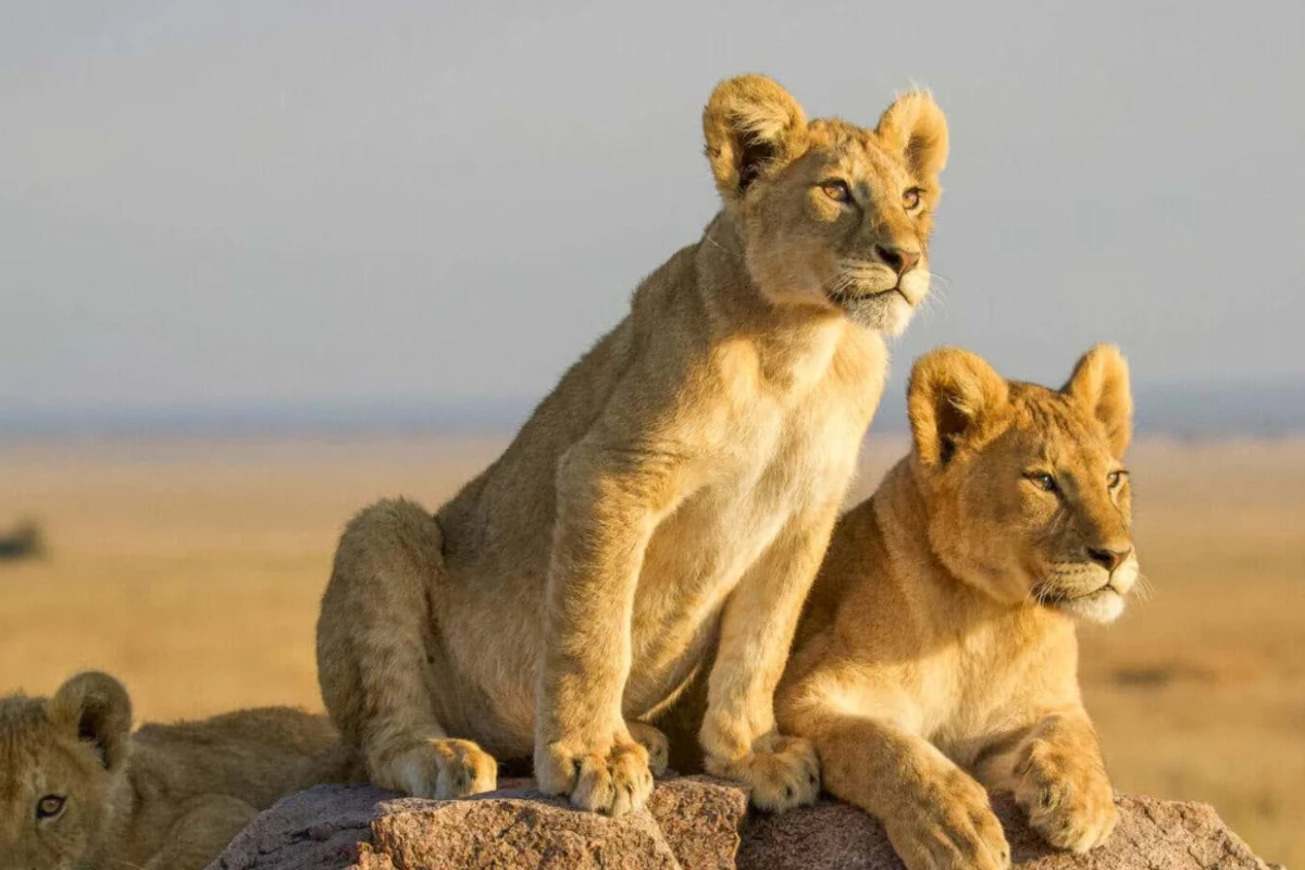 8 Days Ultimate Safari Experience