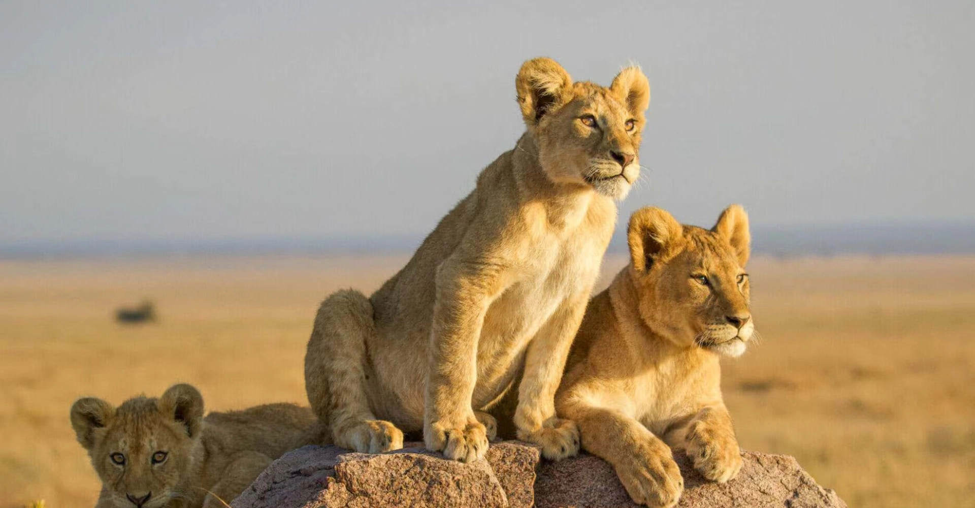Lifetime Safaris