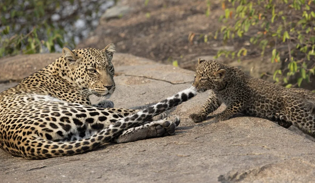 Lifetime Safaris