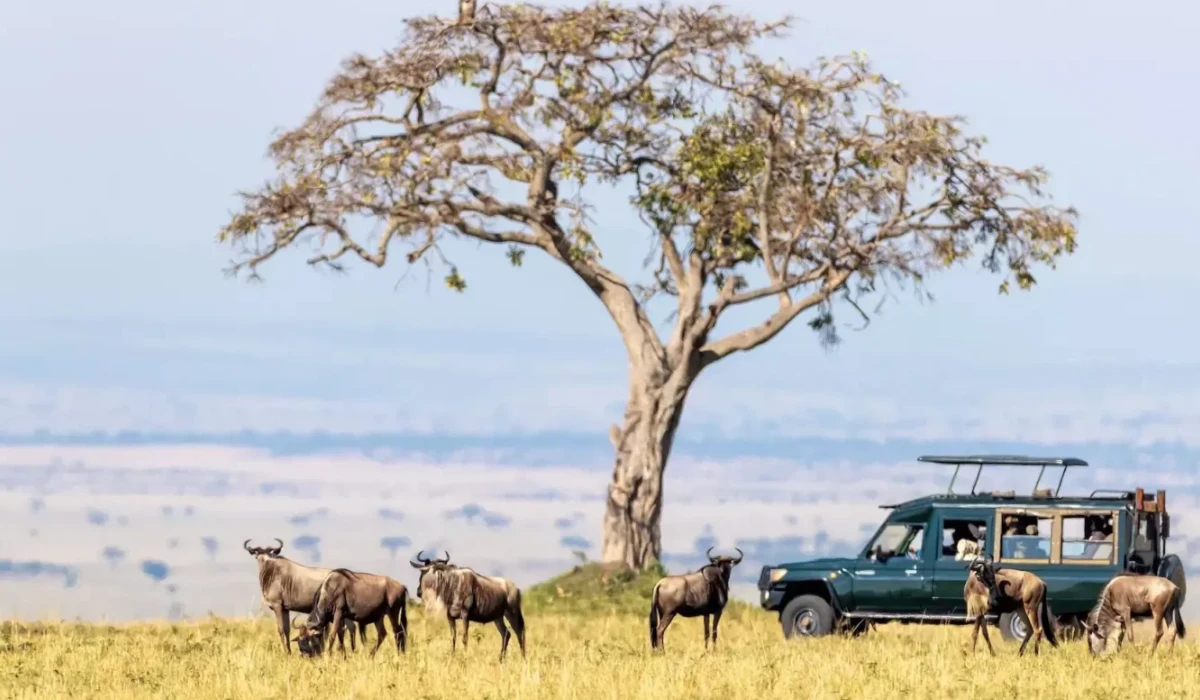 Lifetime Safaris