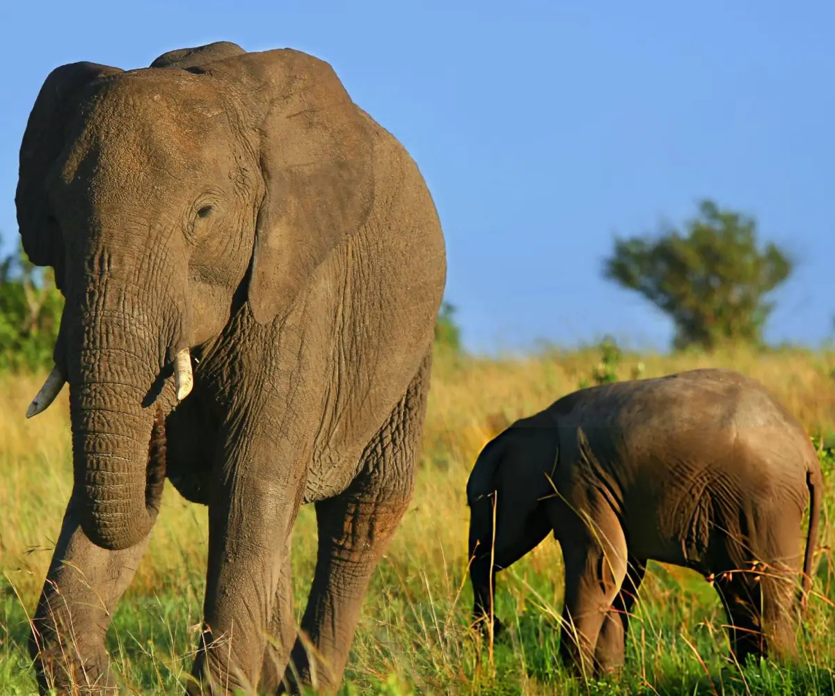 Wildlife Viewing