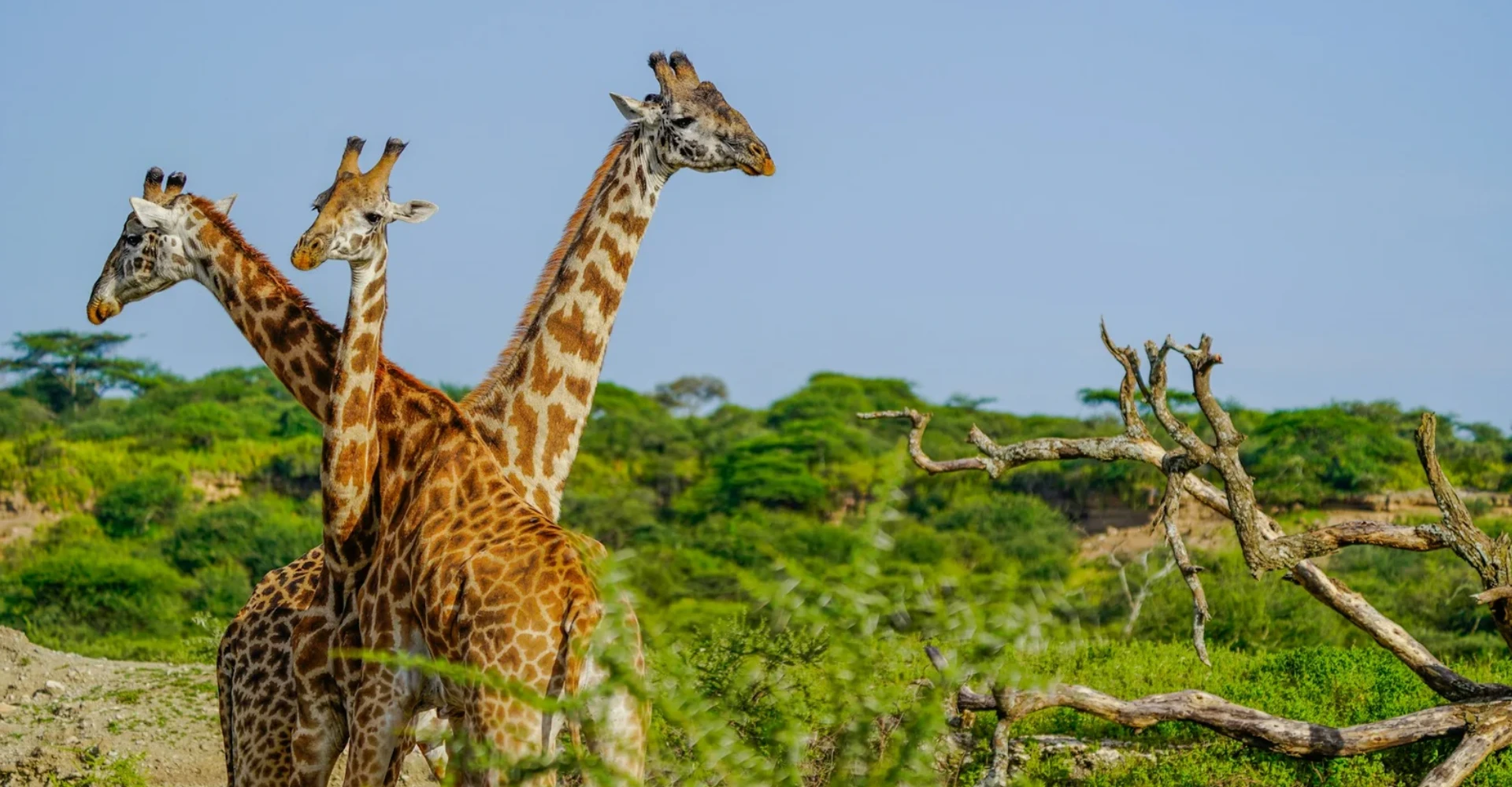 Lifetime Safaris