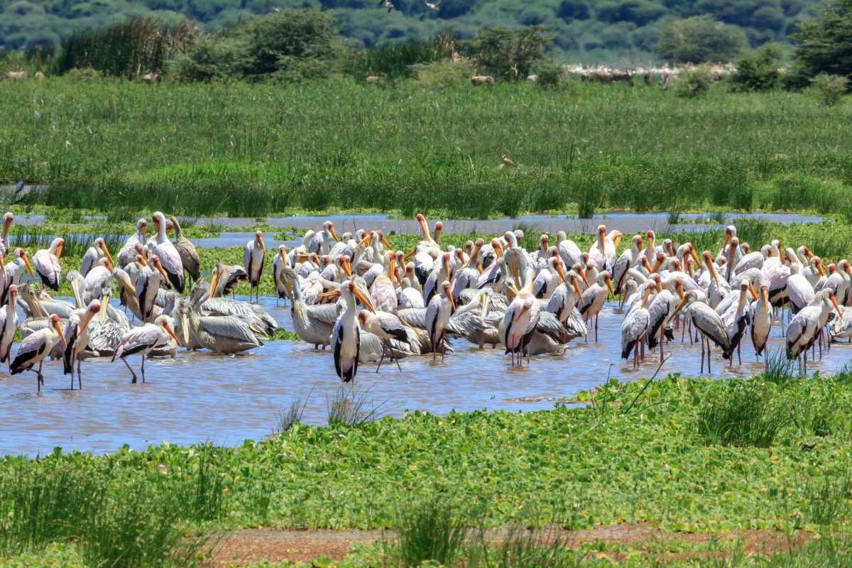 Lake Manyara National Park