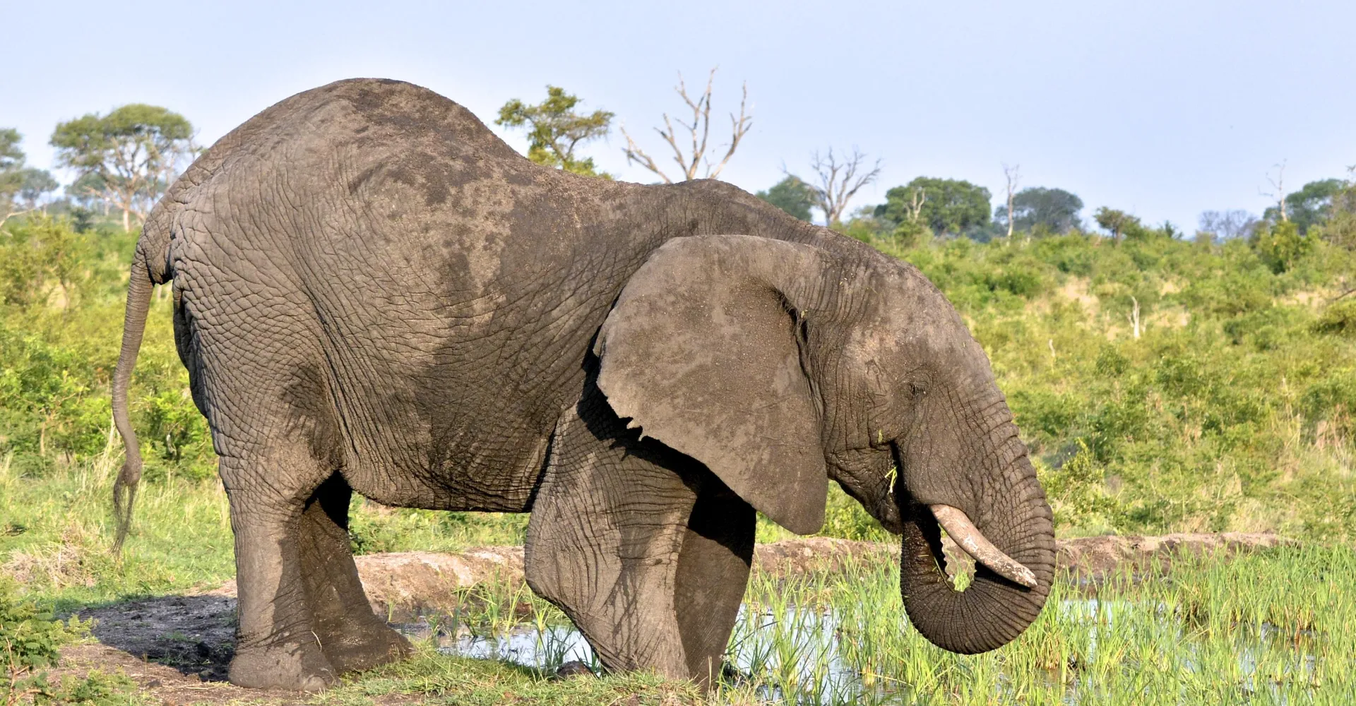 Wildlife