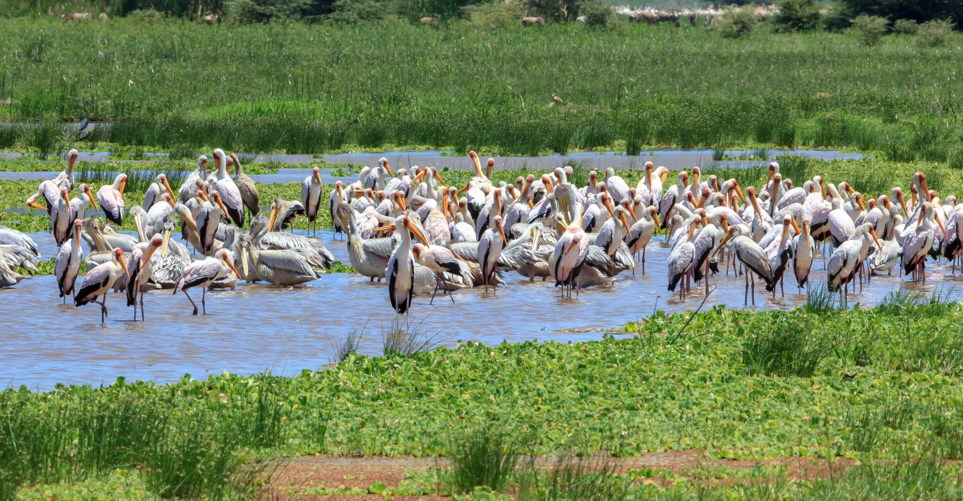 Lifetime Safaris