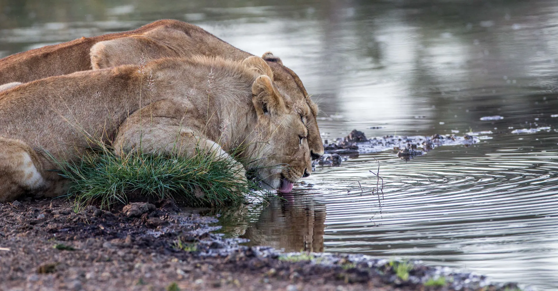 Wildlife