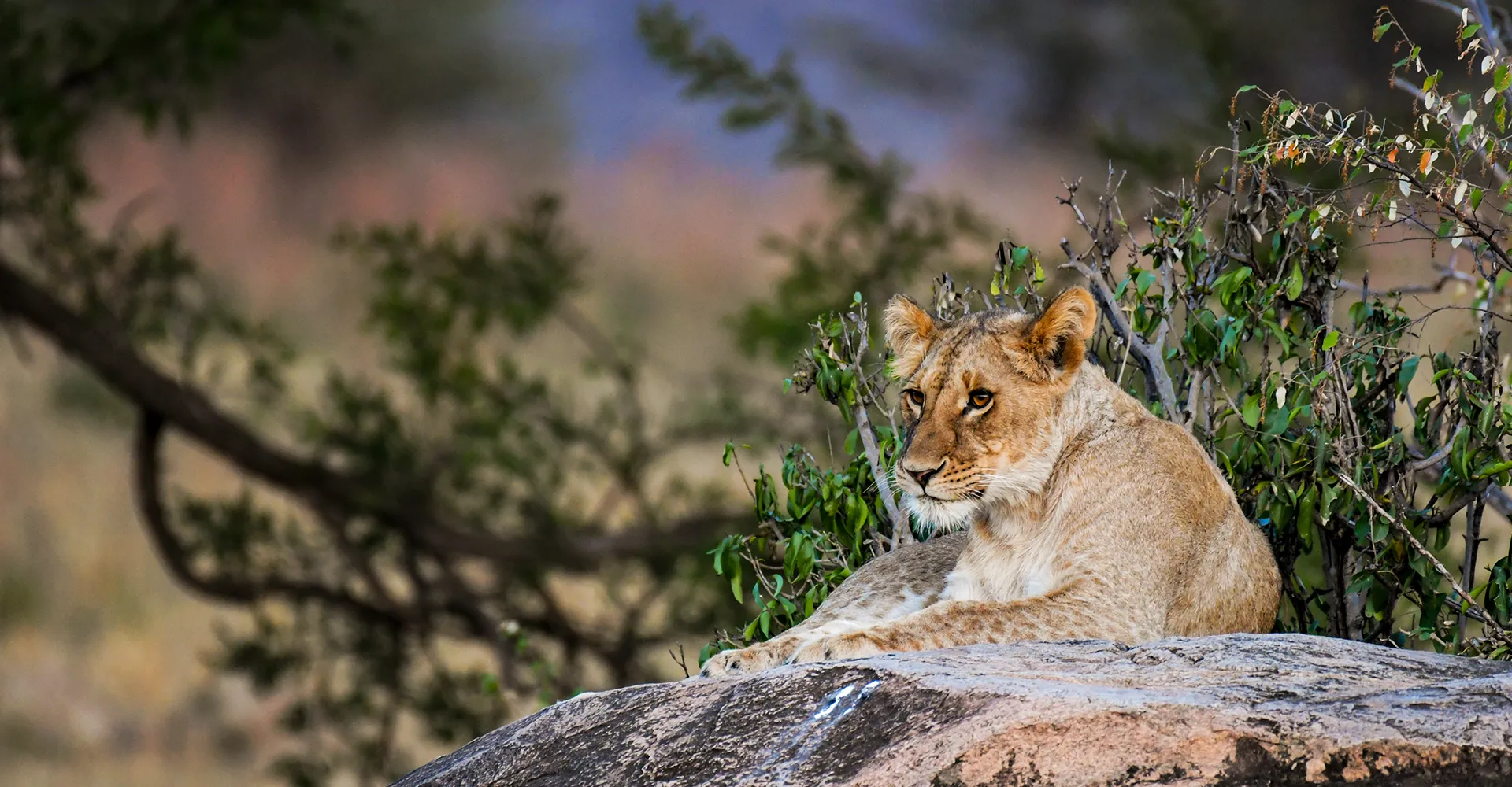 Wildlife