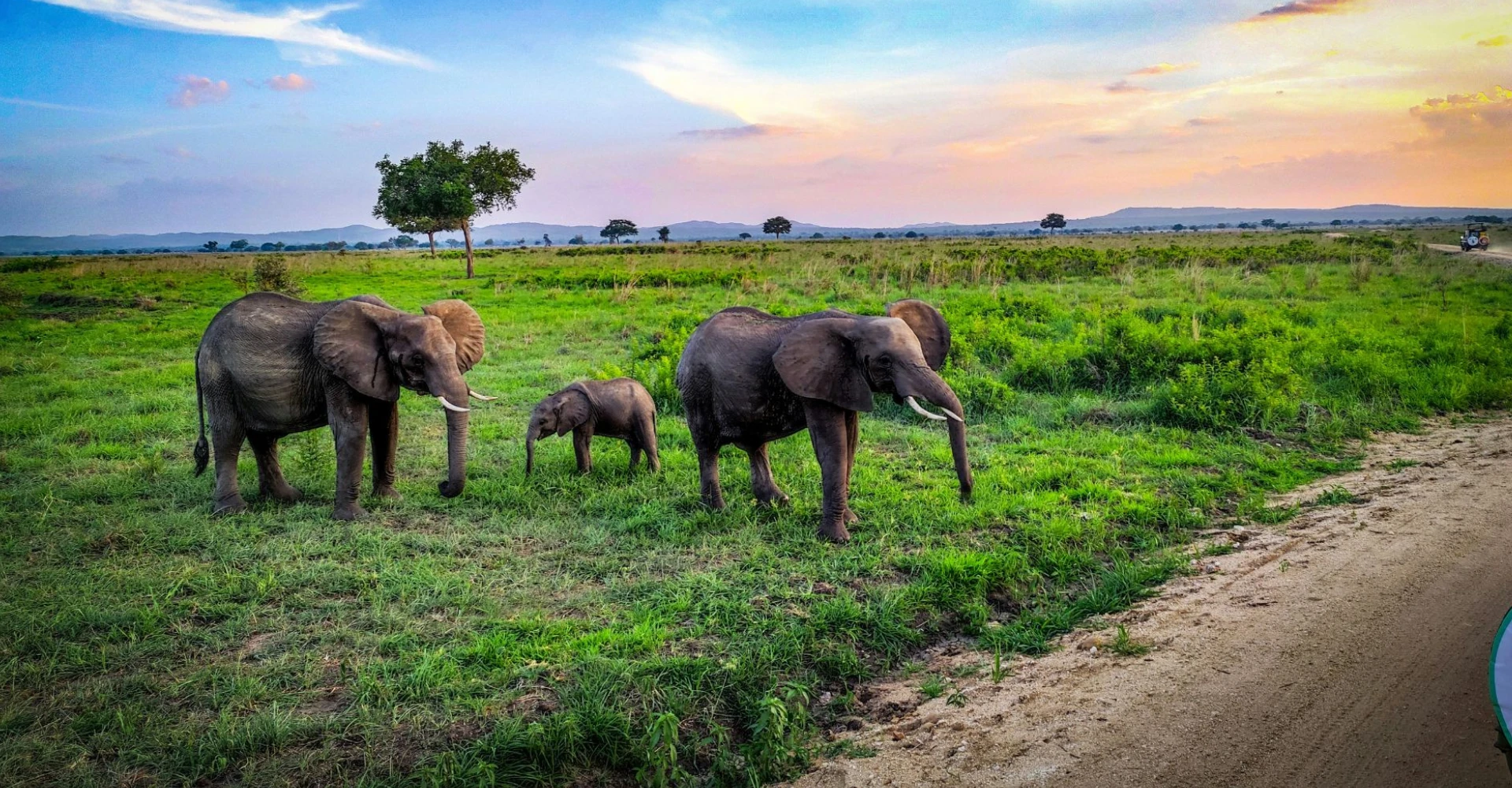 Lifetime Safaris