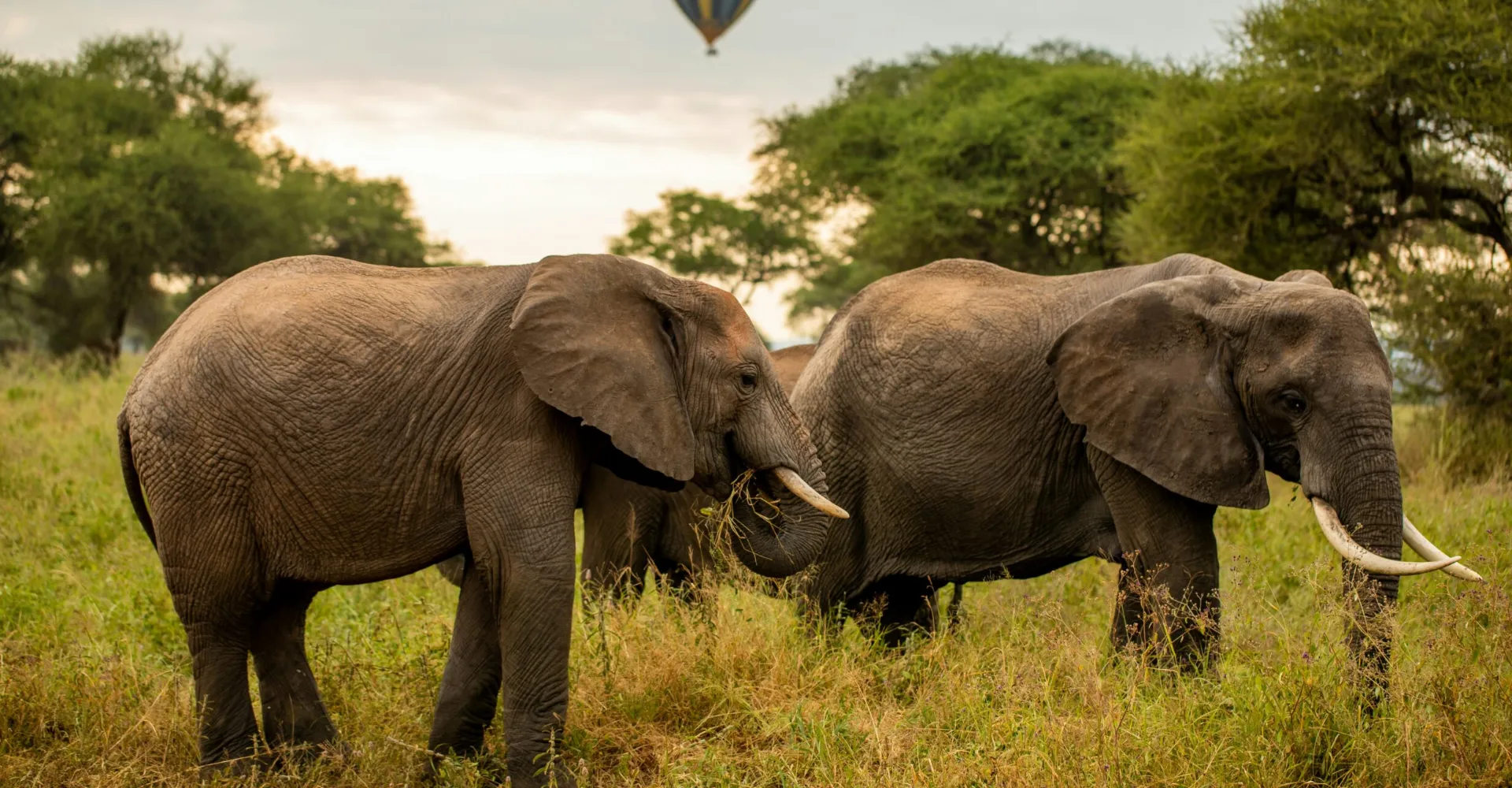 Lifetime Safaris