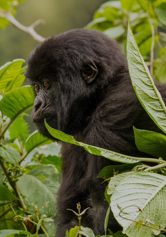 Uganda Safari FAQs